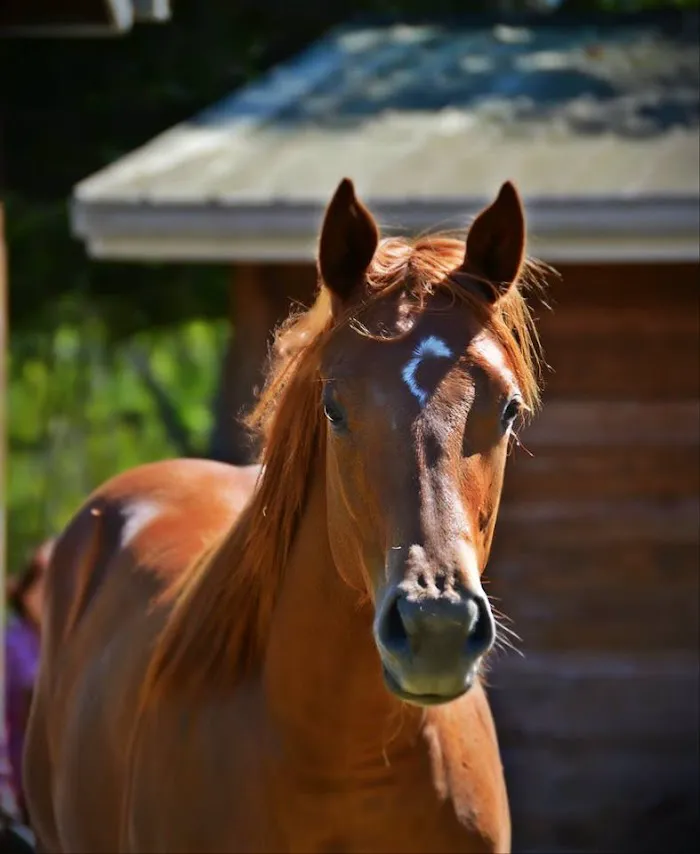 Russell Equine Sports Medicine 1