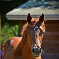 Russell Equine Sports Medicine ico