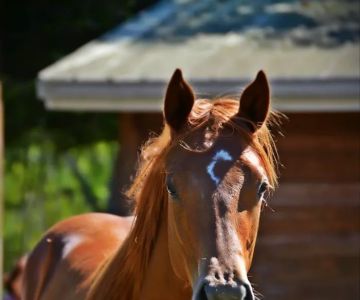 Russell Equine Sports Medicine