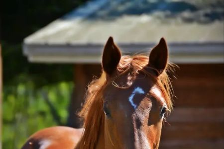 Russell Equine Sports Medicine