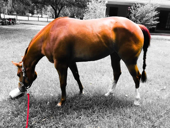 Russell Equine Sports Medicine 2