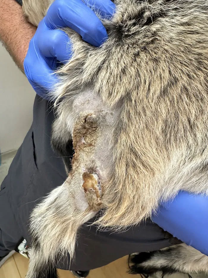 New Tampa Animal Hospital 12