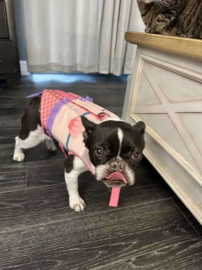 New Tampa Animal Hospital 12