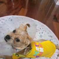 Animal Coalition of Tampa ico