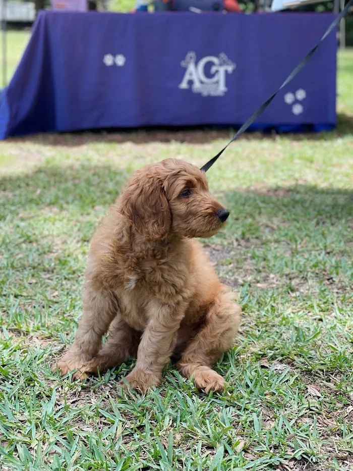 Animal Coalition of Tampa 12
