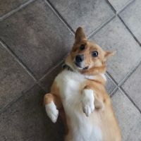 Central Pasco Vet Care ico