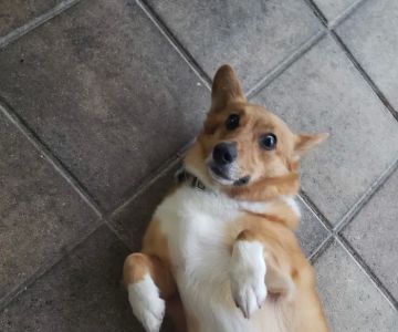 Central Pasco Vet Care