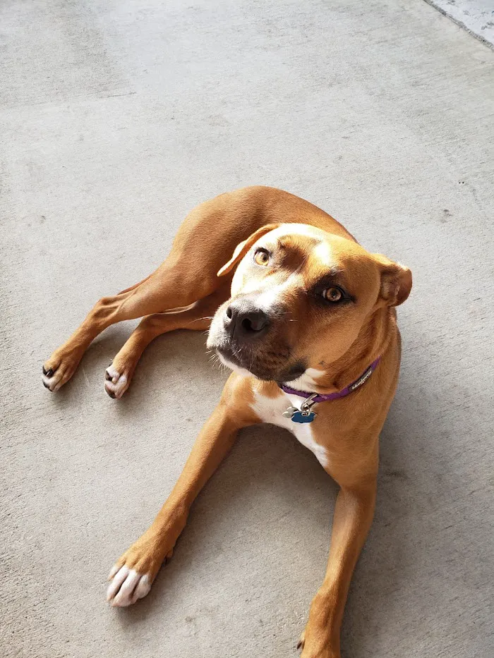 Central Pasco Vet Care 12