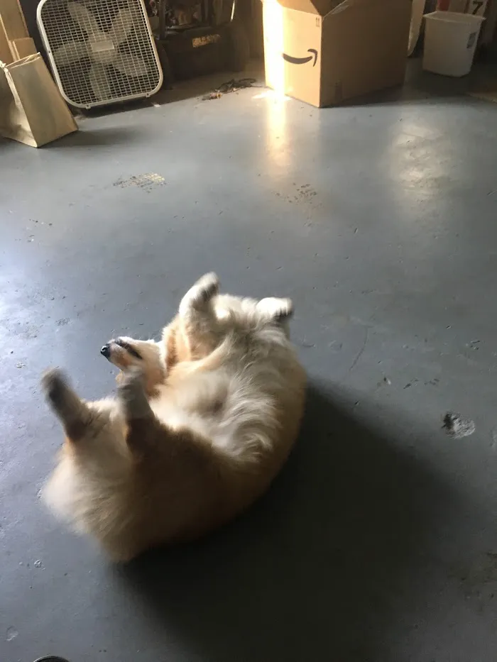 Central Pasco Vet Care 12