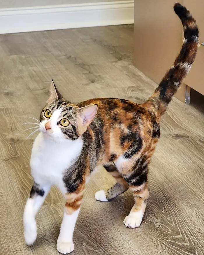 Central Pasco Vet Care 12