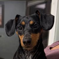 Blue Pearl Emergency Veterinary Hospital ico