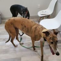 Gulf Coast Veterinary Center of Tampa ico