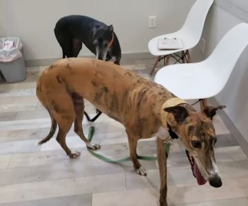 Gulf Coast Veterinary Center of Tampa