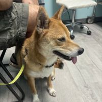 GentleCare Pet Hospital ico