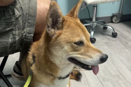 GentleCare Pet Hospital