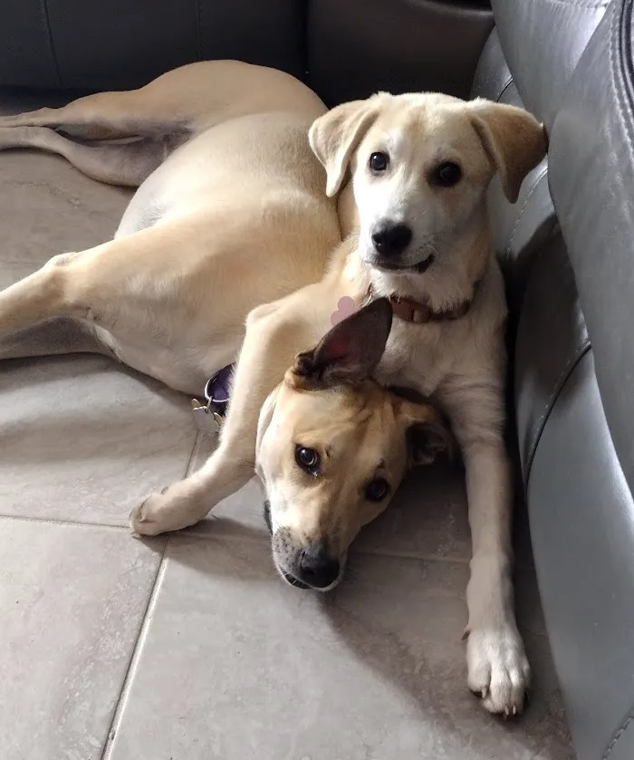GentleCare Pet Hospital 12