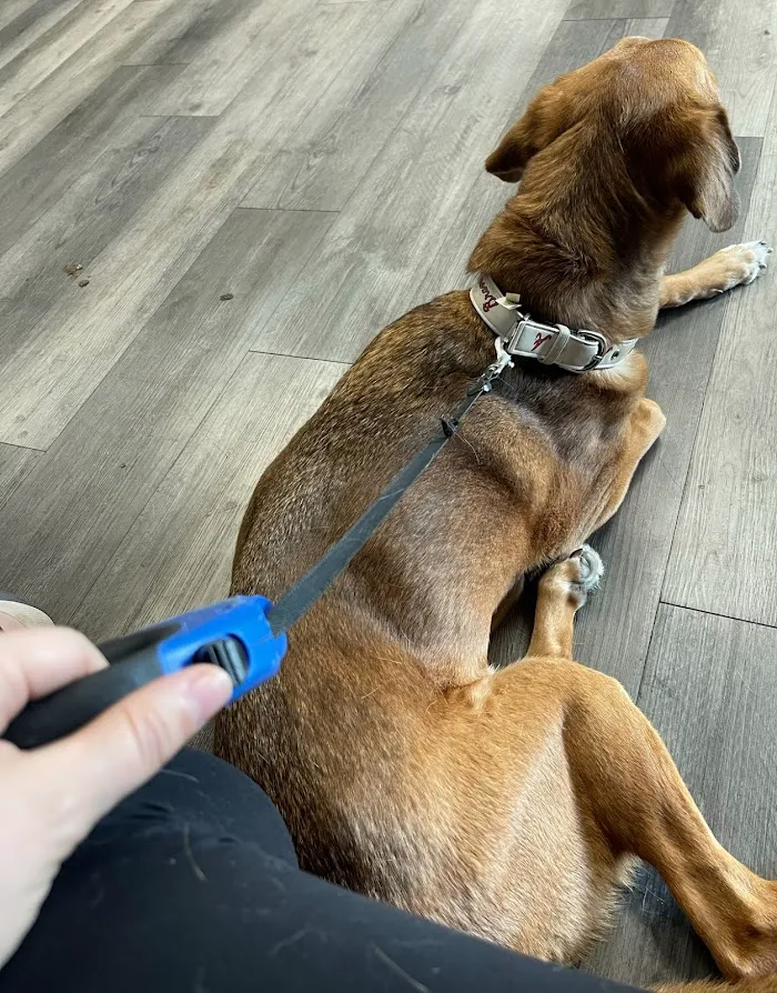 GentleCare Pet Hospital 12