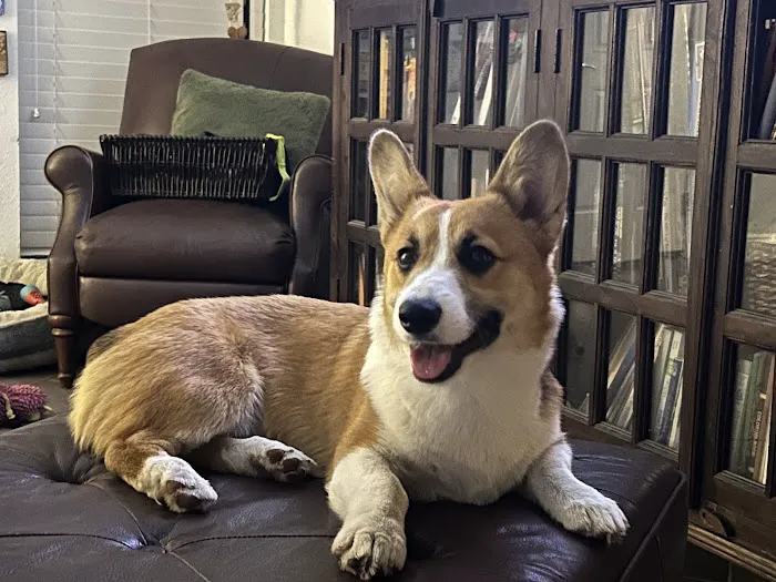 GentleCare Pet Hospital 12