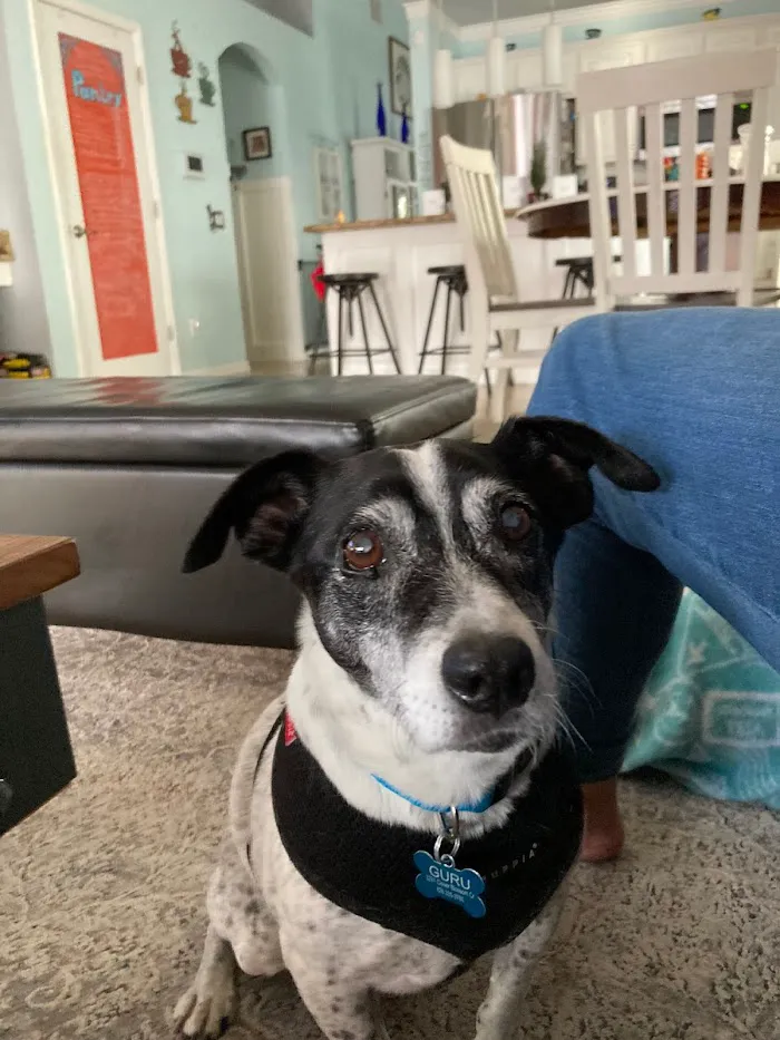GentleCare Pet Hospital 12