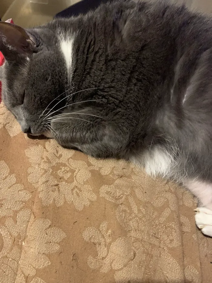 Harmony Vet Care of Carrollwood 4