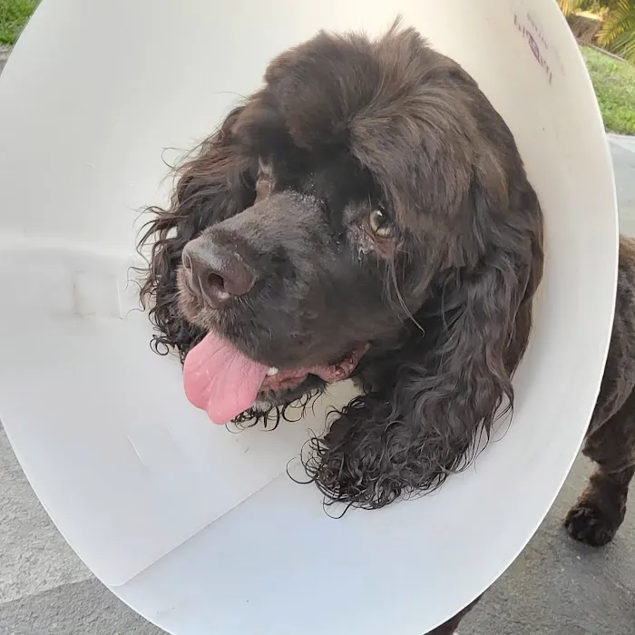 Harmony Vet Care of Carrollwood 10