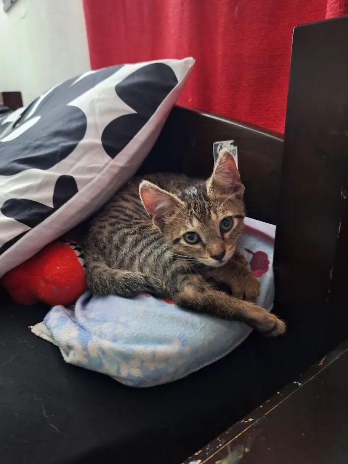 Harmony Vet Care of Carrollwood 6