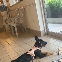 Livingston Animal & Avian Hospital ico