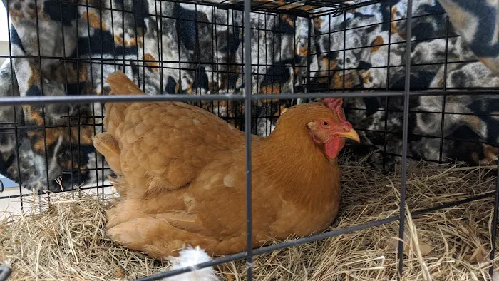 Livingston Animal & Avian Hospital 10