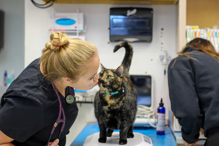 All Creatures Animal Hospital 12