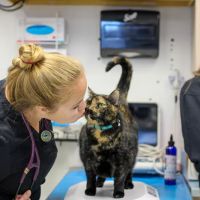 All Creatures Animal Hospital ico
