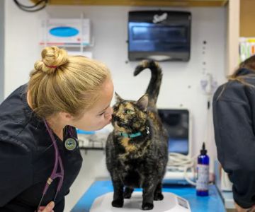All Creatures Animal Hospital