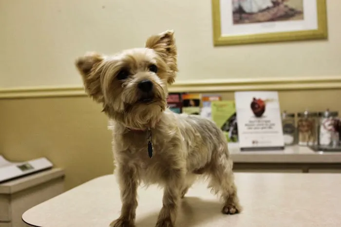 Bearss Animal Hospital 4
