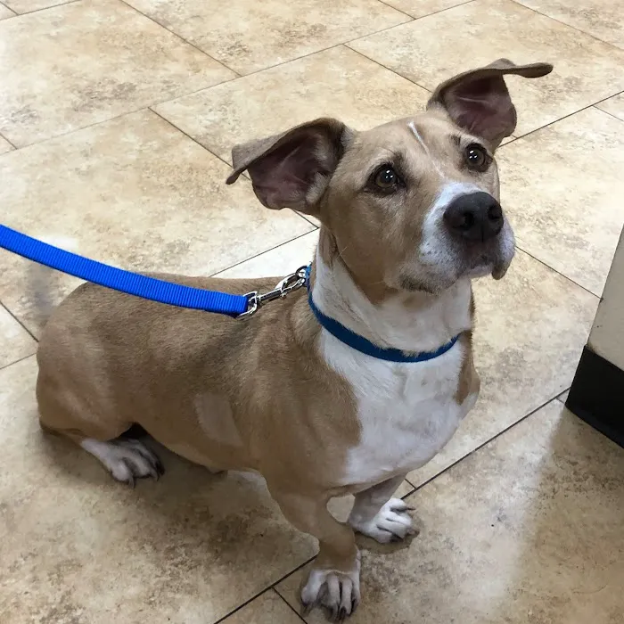 North Tampa Pet Hospital 12