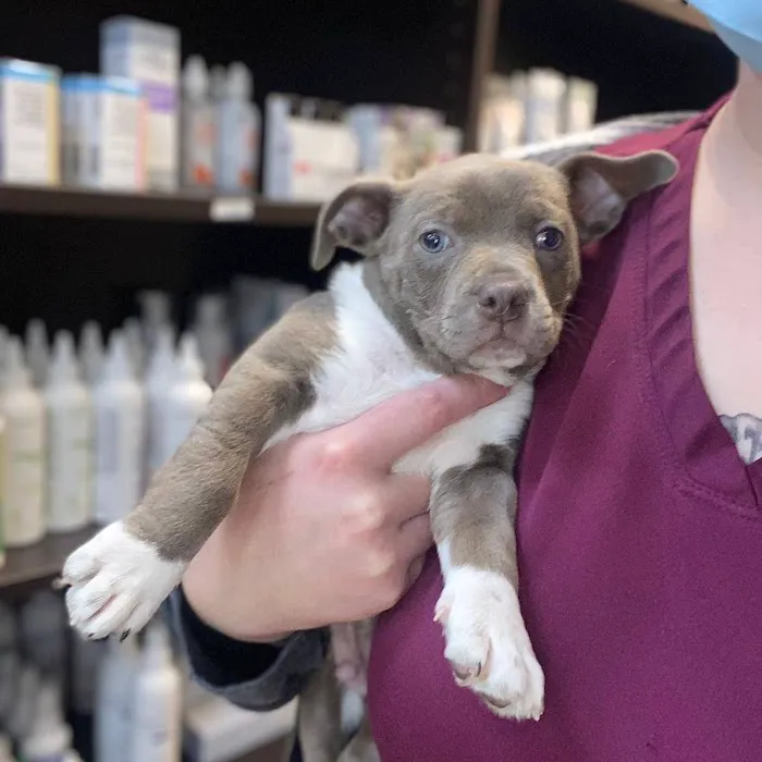 North Tampa Pet Hospital 12
