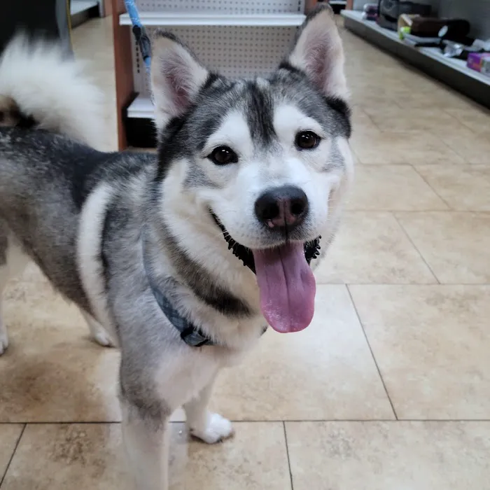 North Tampa Pet Hospital 12