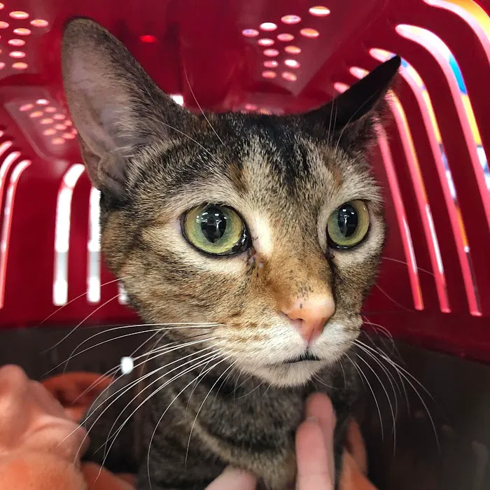 North Tampa Pet Hospital 12