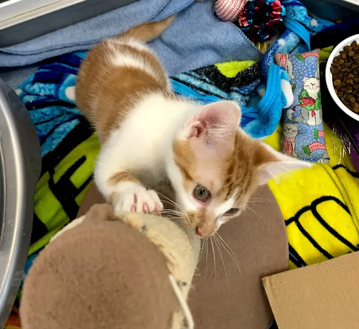 North Tampa Pet Hospital 12