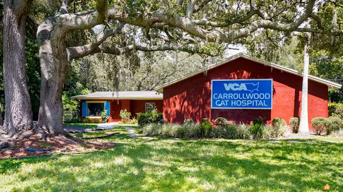 VCA Carrollwood Cat Hospital 7