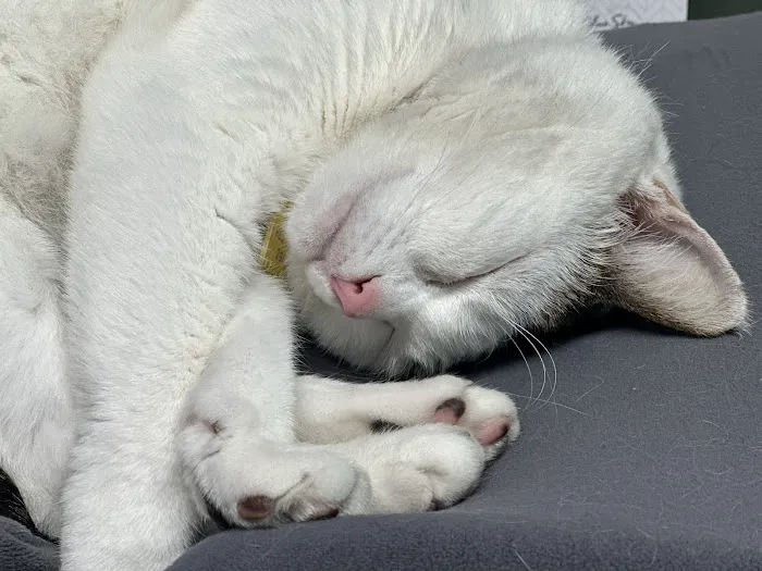 VCA Carrollwood Cat Hospital 5