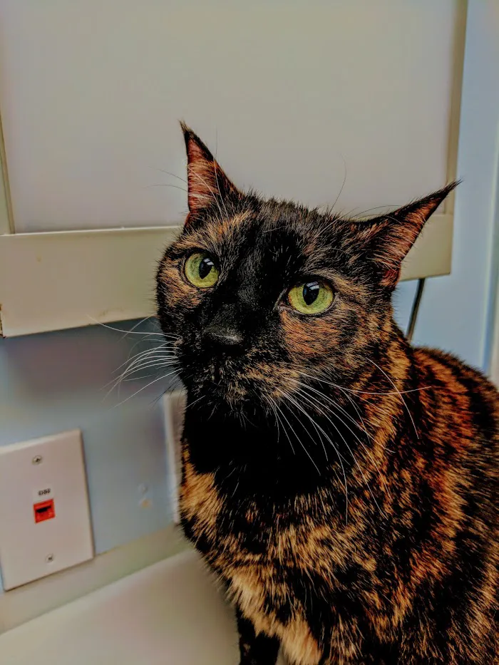 VCA Carrollwood Cat Hospital 1