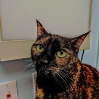 VCA Carrollwood Cat Hospital ico