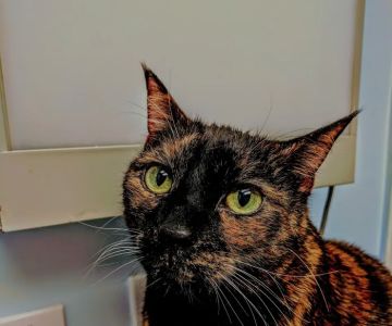 VCA Carrollwood Cat Hospital