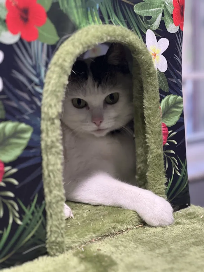 VCA Carrollwood Cat Hospital 8