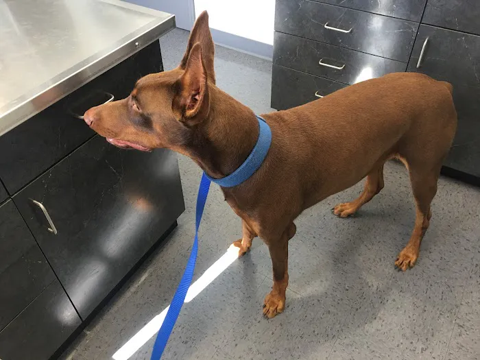 4 Paws Animal Hospital 3