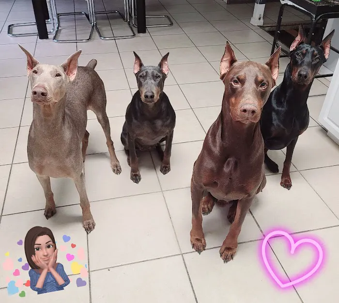 4 Paws Animal Hospital 5