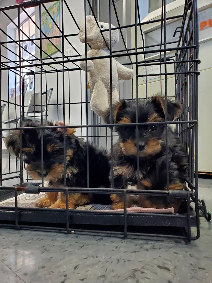 4 Paws Animal Hospital 7