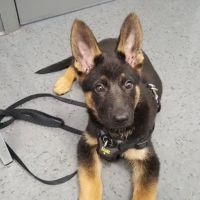 4 Paws Animal Hospital ico
