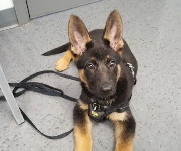 4 Paws Animal Hospital