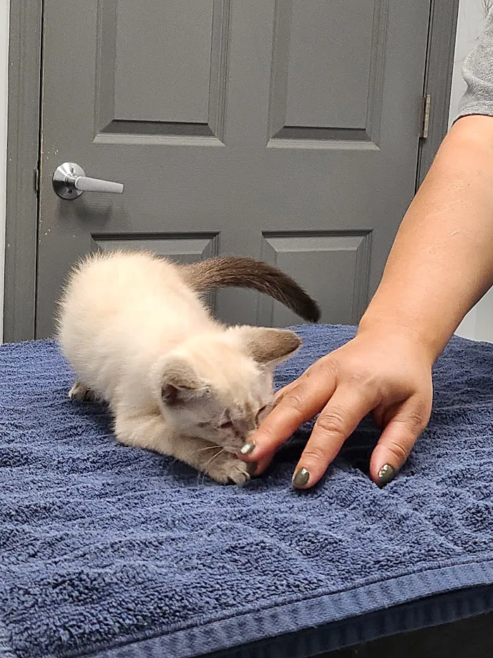 4 Paws Animal Hospital 8