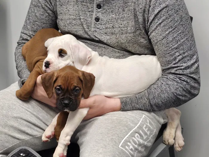 4 Paws Animal Hospital 10